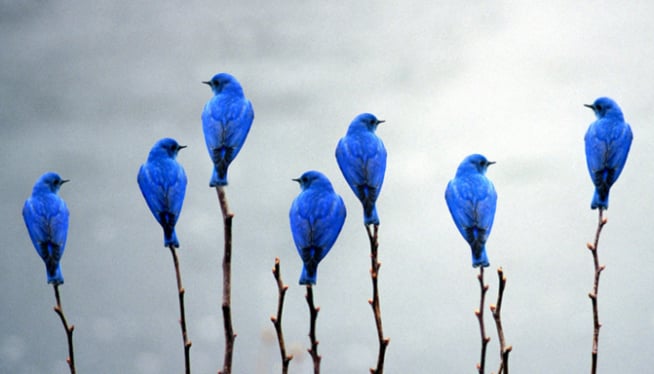 Lots_of_blue_birds_Case_for_Twitter.png